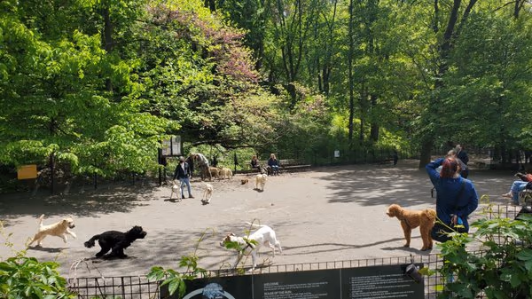 Dog Run at Hackett Park photo 1